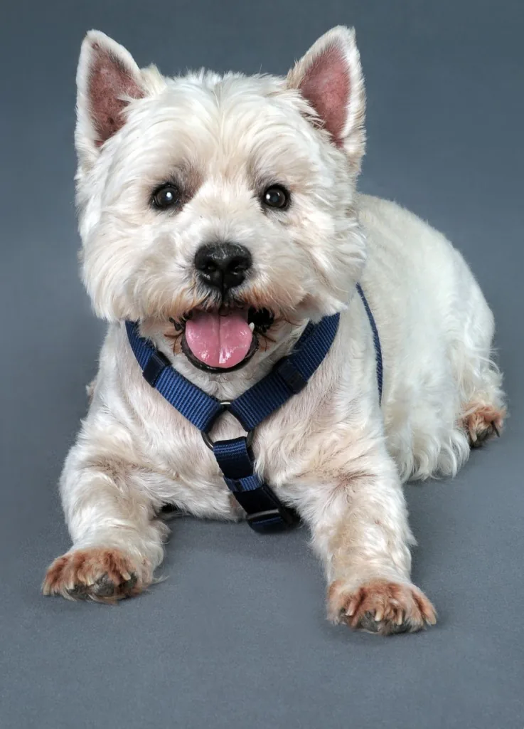 West Highland Terrier liegt vor grauem Studiohintergrund